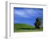 Lone Tree in Wheatfield, Whitman County, Washington, USA-Julie Eggers-Framed Photographic Print