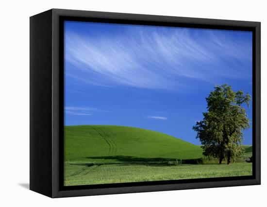 Lone Tree in Wheatfield, Whitman County, Washington, USA-Julie Eggers-Framed Stretched Canvas