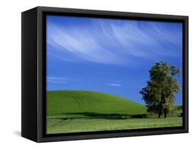 Lone Tree in Wheatfield, Whitman County, Washington, USA-Julie Eggers-Framed Stretched Canvas