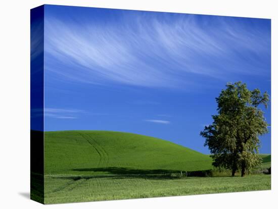 Lone Tree in Wheatfield, Whitman County, Washington, USA-Julie Eggers-Stretched Canvas