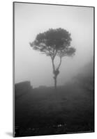 Lone Tree Macchu Picchu Peru-null-Mounted Poster