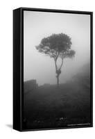 Lone Tree Macchu Picchu Peru-null-Framed Stretched Canvas