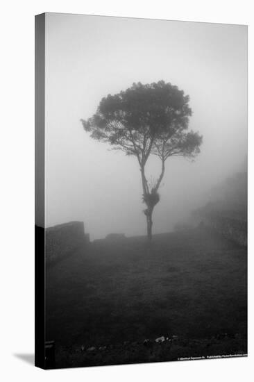 Lone Tree Macchu Picchu Peru-null-Stretched Canvas