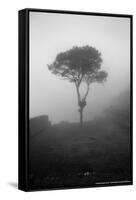 Lone Tree Macchu Picchu Peru-null-Framed Stretched Canvas