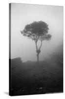 Lone Tree Macchu Picchu Peru-null-Stretched Canvas