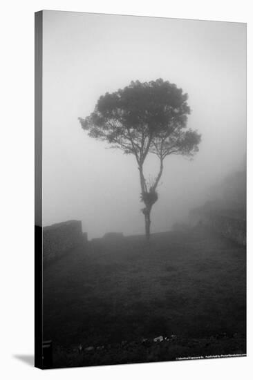 Lone Tree Macchu Picchu Peru-null-Stretched Canvas