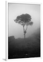 Lone Tree Macchu Picchu Peru-null-Framed Photo