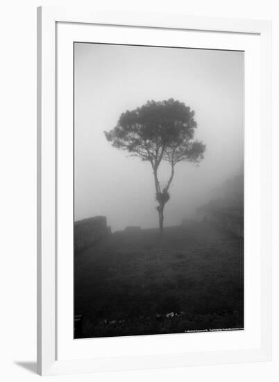 Lone Tree Macchu Picchu Peru-null-Framed Photo