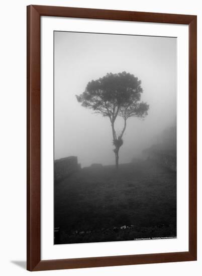 Lone Tree Macchu Picchu Peru-null-Framed Photo