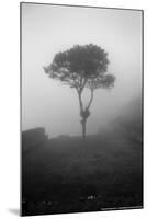 Lone Tree Macchu Picchu Peru-null-Mounted Photo