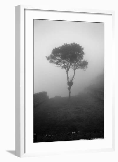 Lone Tree Macchu Picchu Peru-null-Framed Photo