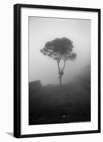 Lone Tree Macchu Picchu Peru-null-Framed Photo