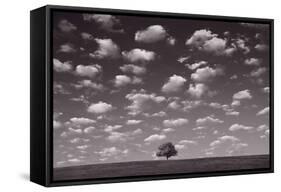 Lone Tree Morning In BW-Steve Gadomski-Framed Stretched Canvas