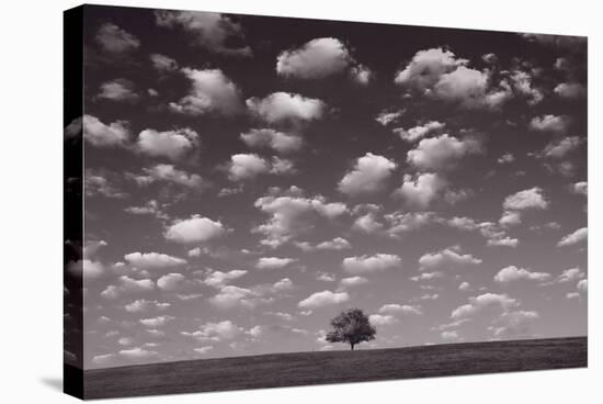 Lone Tree Morning In BW-Steve Gadomski-Stretched Canvas