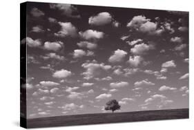 Lone Tree Morning In BW-Steve Gadomski-Stretched Canvas