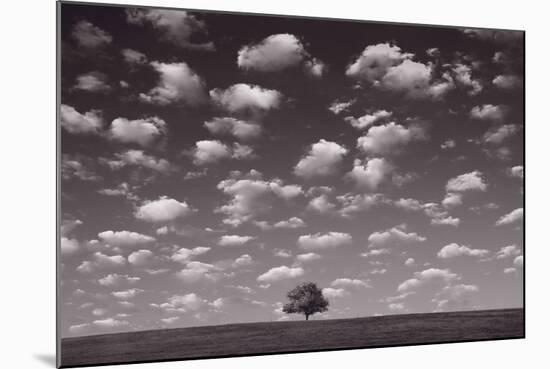 Lone Tree Morning In BW-Steve Gadomski-Mounted Photographic Print