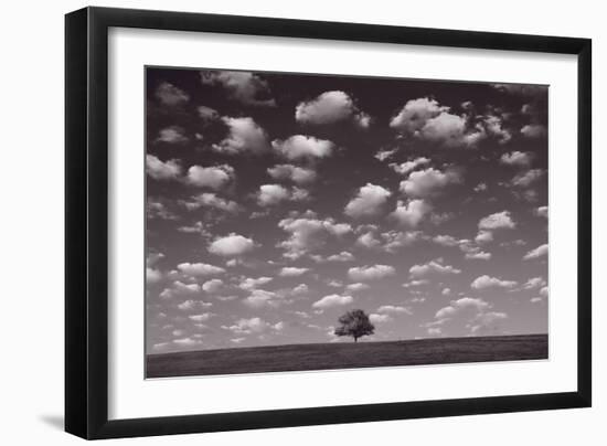 Lone Tree Morning In BW-Steve Gadomski-Framed Photographic Print