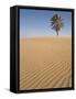 Lone Tree on Dune, Sahara Desert, Merzouga, Morocco, North Africa, Africa-Kim Walker-Framed Stretched Canvas