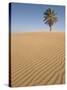 Lone Tree on Dune, Sahara Desert, Merzouga, Morocco, North Africa, Africa-Kim Walker-Stretched Canvas