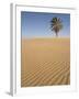 Lone Tree on Dune, Sahara Desert, Merzouga, Morocco, North Africa, Africa-Kim Walker-Framed Photographic Print