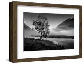 Lone tree with morning fog seen on Tern Lake, Kenai Penninsula, Alaska-null-Framed Photographic Print