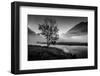 Lone tree with morning fog seen on Tern Lake, Kenai Penninsula, Alaska-null-Framed Photographic Print