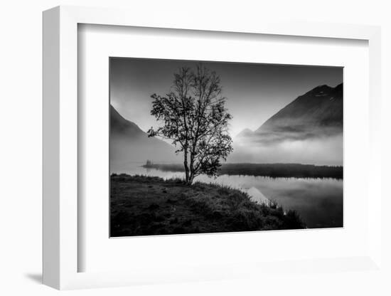 Lone tree with morning fog seen on Tern Lake, Kenai Penninsula, Alaska-null-Framed Photographic Print