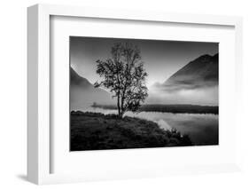 Lone tree with morning fog seen on Tern Lake, Kenai Penninsula, Alaska-null-Framed Photographic Print