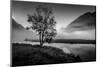 Lone tree with morning fog seen on Tern Lake, Kenai Penninsula, Alaska-null-Mounted Photographic Print