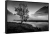 Lone tree with morning fog seen on Tern Lake, Kenai Penninsula, Alaska-null-Framed Stretched Canvas