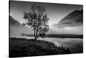 Lone tree with morning fog seen on Tern Lake, Kenai Penninsula, Alaska-null-Stretched Canvas