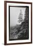 Lone Tree-Laura Denardo-Framed Photographic Print