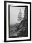 Lone Tree-Laura Denardo-Framed Photographic Print