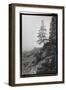 Lone Tree-Laura Denardo-Framed Photographic Print