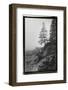 Lone Tree-Laura Denardo-Framed Photographic Print