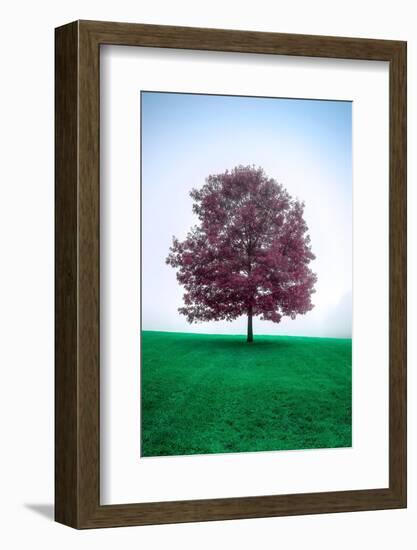 Lone Tree-Steven Maxx-Framed Photographic Print