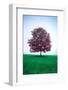 Lone Tree-Steven Maxx-Framed Photographic Print