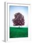 Lone Tree-Steven Maxx-Framed Premium Photographic Print