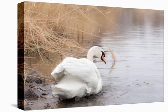 Lone White Swan Looking Back at Onlooker-beyond_a_snapshot-Stretched Canvas