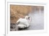 Lone White Swan Looking Back at Onlooker-beyond_a_snapshot-Framed Photographic Print