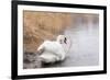 Lone White Swan Looking Back at Onlooker-beyond_a_snapshot-Framed Photographic Print