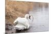 Lone White Swan Looking Back at Onlooker-beyond_a_snapshot-Mounted Photographic Print