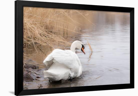 Lone White Swan Looking Back at Onlooker-beyond_a_snapshot-Framed Photographic Print
