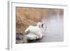 Lone White Swan Looking Back at Onlooker-beyond_a_snapshot-Framed Photographic Print