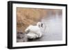 Lone White Swan Looking Back at Onlooker-beyond_a_snapshot-Framed Photographic Print