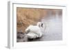 Lone White Swan Looking Back at Onlooker-beyond_a_snapshot-Framed Photographic Print