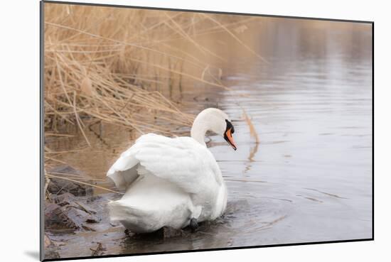 Lone White Swan Looking Back at Onlooker-beyond_a_snapshot-Mounted Photographic Print