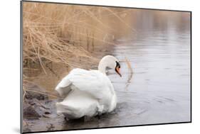 Lone White Swan Looking Back at Onlooker-beyond_a_snapshot-Mounted Photographic Print