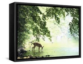 Lone White-Tailed Deer Drinking Water from Banks of Cheat River-John Dominis-Framed Stretched Canvas