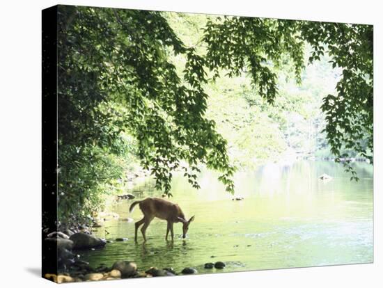 Lone White-Tailed Deer Drinking Water from Banks of Cheat River-John Dominis-Stretched Canvas